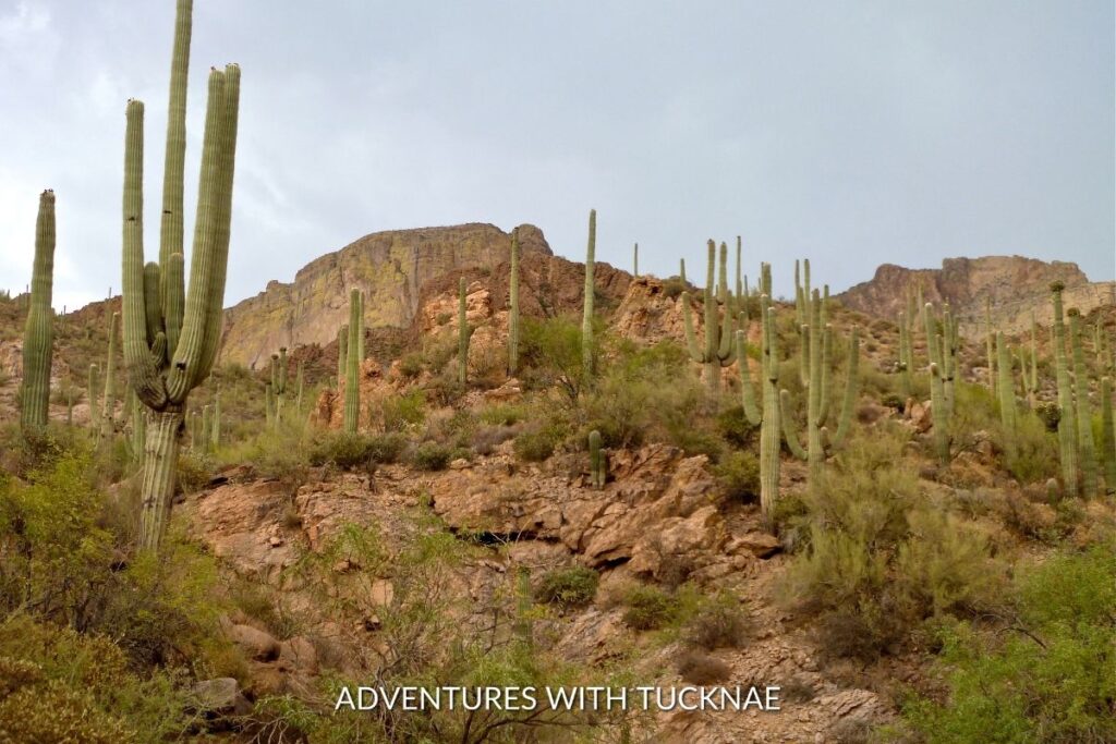 Saguaro National Park - Valley View Overlook Trail Hike - 19 Incredible Bucket List National Park Hikes