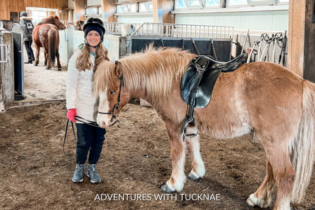 Getting ready for our horseback riding tour in Vik Iceland
