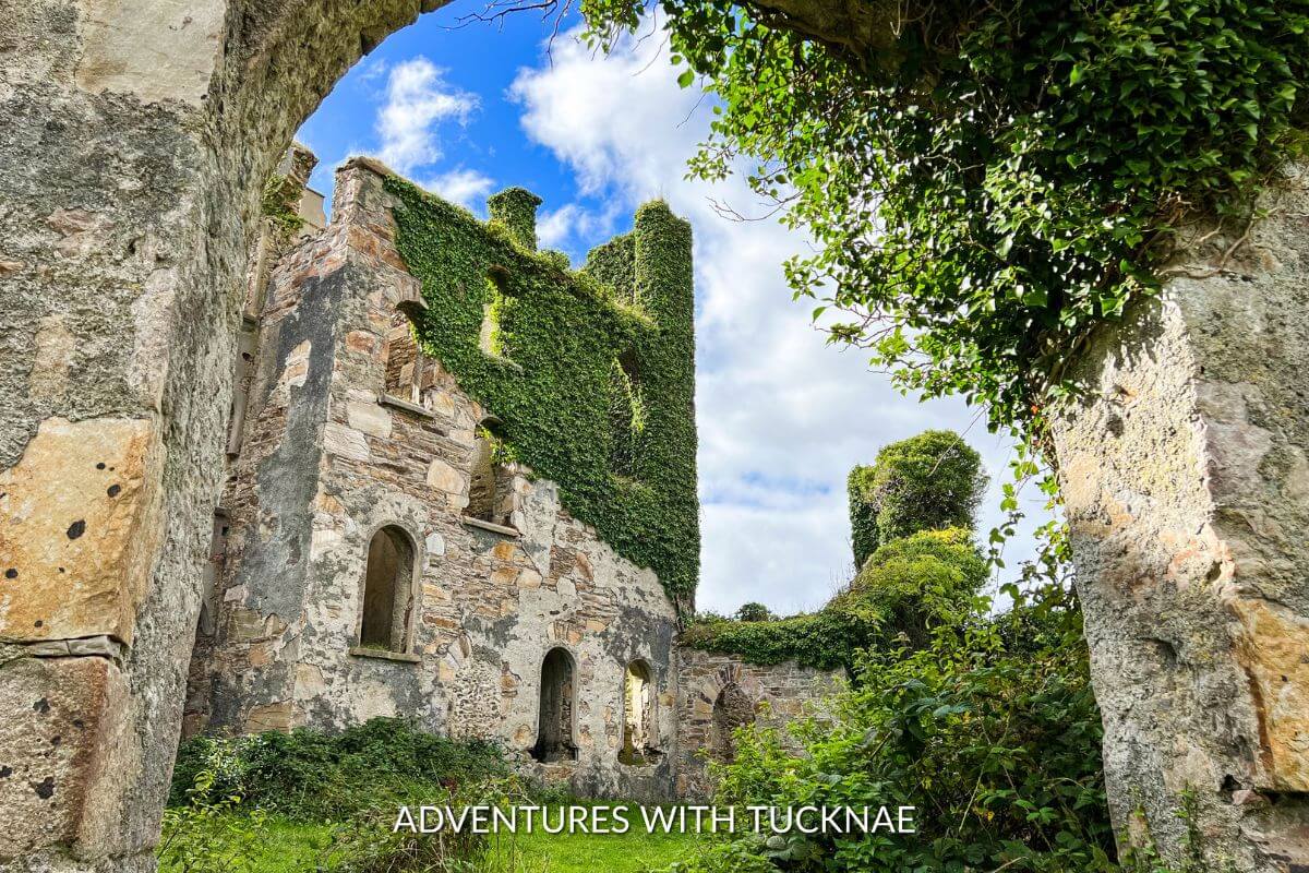 The Clifden Castle ruins covered in green ivy. The picture is taken under the castle court yard's arch way with bright blue skies and fluffy white clouds up above.