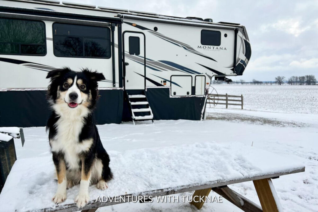 Our Mini Aussie dog Marvel sitting on a picnic table covered in snow with our 5th wheel RV in the background. There is a lot of snow on the ground, and our RV is surrounded by our DIY RV skirting 
