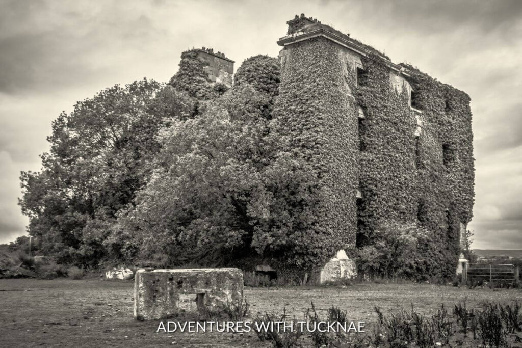Black and white image of Dunsandle Castle in County Galway, Ireland. The castle is covered in ivy and is surrounded by large trees.