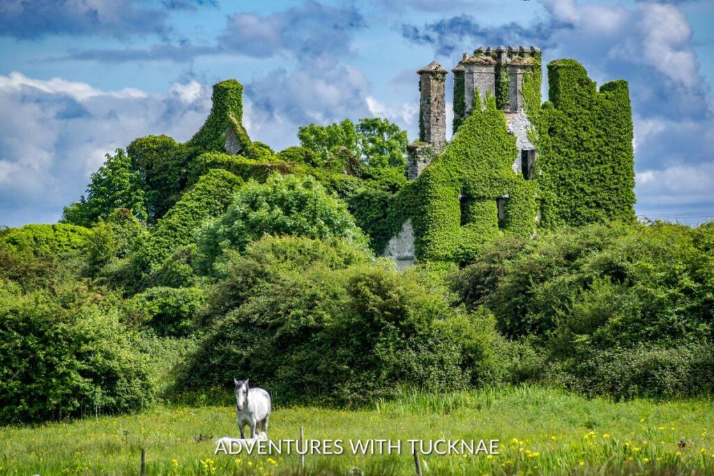 Stunning picture of Menlo Castle in Galway Ireland. The castle ruins are almost completely covered in ivy and tons of bright green vegetation  surrounds the castle. There is a white/grey horse standing in the field down below the castle. 