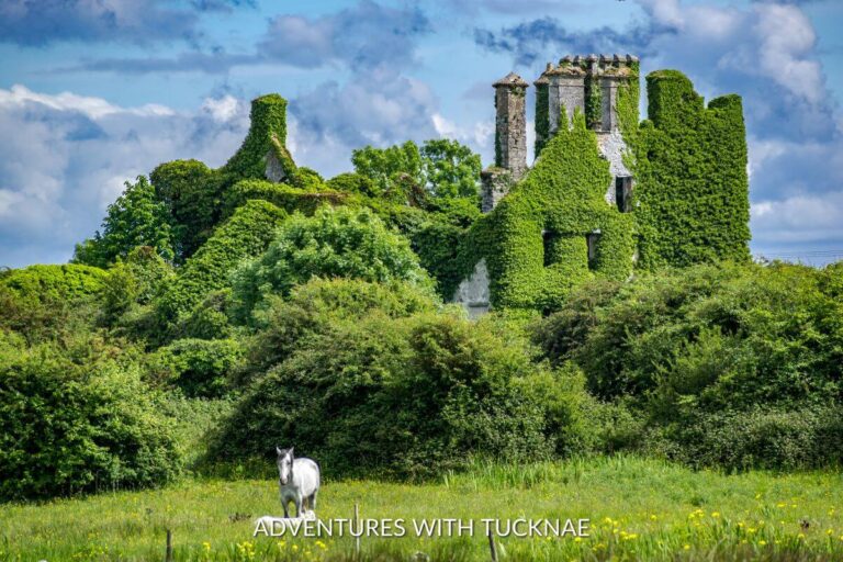 Stunning picture of Menlo Castle in Galway Ireland. The castle ruins are almost completely covered in ivy and tons of bright green vegetation surrounds the castle. There is a white/grey horse standing in the field down below the castle.