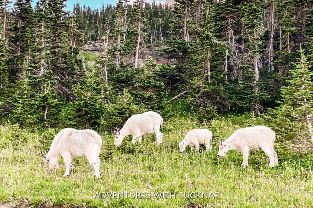 Four white mountain goats grazing on green grass in Glacier National Park. Three are adults and one is a baby. 