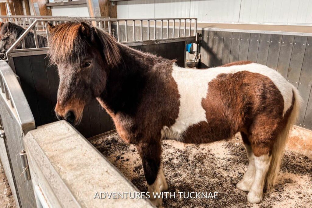A brown and white horse standing in a stall at a horseback riding facility near Vik Iceland.