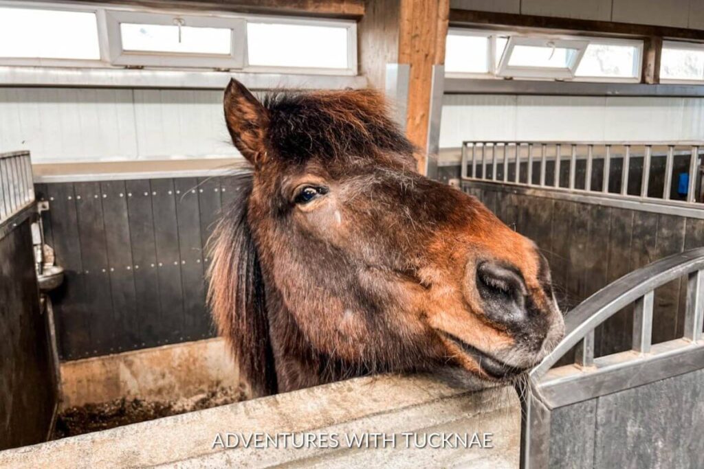 A brown horse is looking out of a stall at a horseback riding facility near Vik Iceland