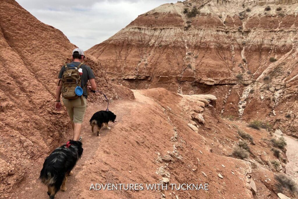 A man and two dogs hiking in southern Utah. The trail is going up the side of a cliff surrounded by red and orange rock formations. 