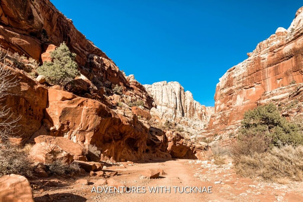 A trail meandering through the wide, sandy floor of Grand Wash, framed by towering red cliffs and sparse desert vegetation under a clear blue sky.