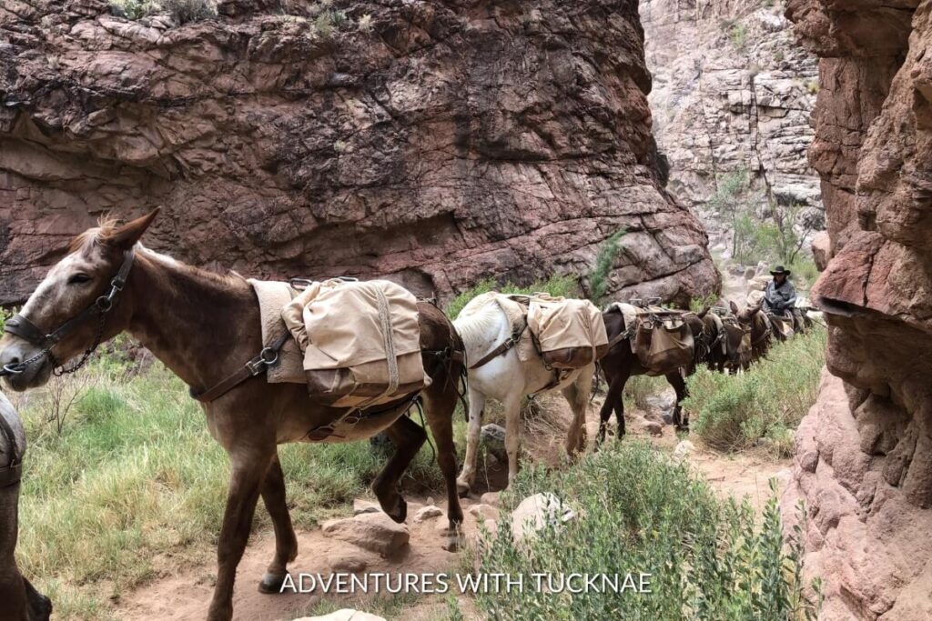 Pack mules carrying supplies on the Rim-to-Rim trail, showcasing a bucket list national park hike from North Kaibab to Grand Canyon Village in Grand Canyon National Park.