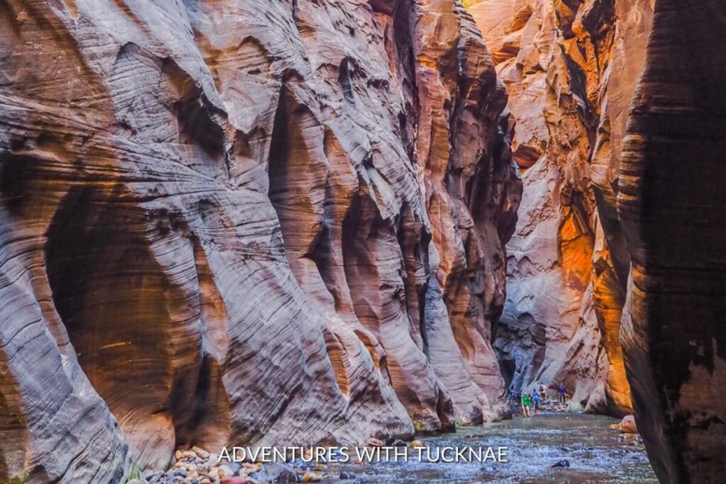 Hikers exploring The Narrows, wading through the Virgin River with towering canyon walls on either side, a top-down hike that's a staple of bucket list national park hikes in Zion National Park.
