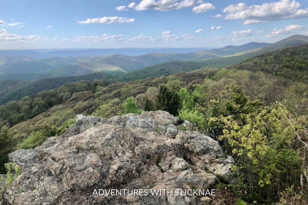 Lush greenery surrounding the Bearfence Mountain Trail, a rocky scramble providing 360-degree views, a must-hike trail for any bucket list national park hikes in Shenandoah National Park.