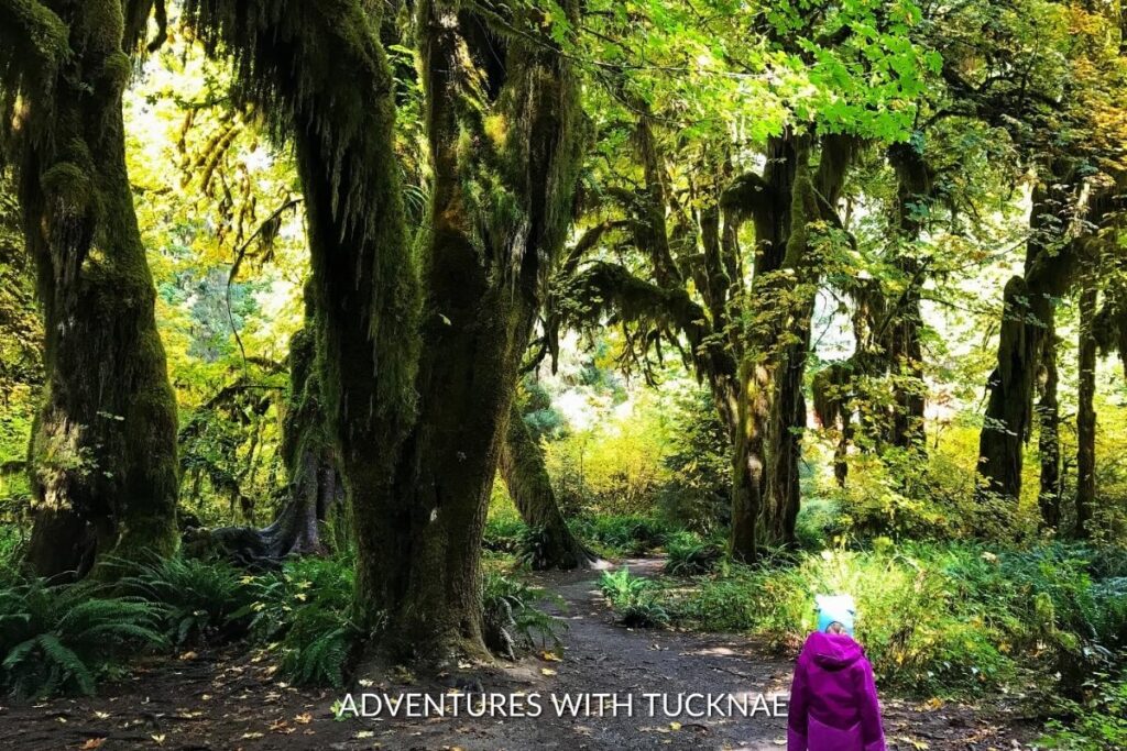 A child marvels at the ancient, moss-covered trees along the Spruce Nature Trail and Hall of Mosses Loop, a wonderland of green in Olympic National Park's bucket list hikes.