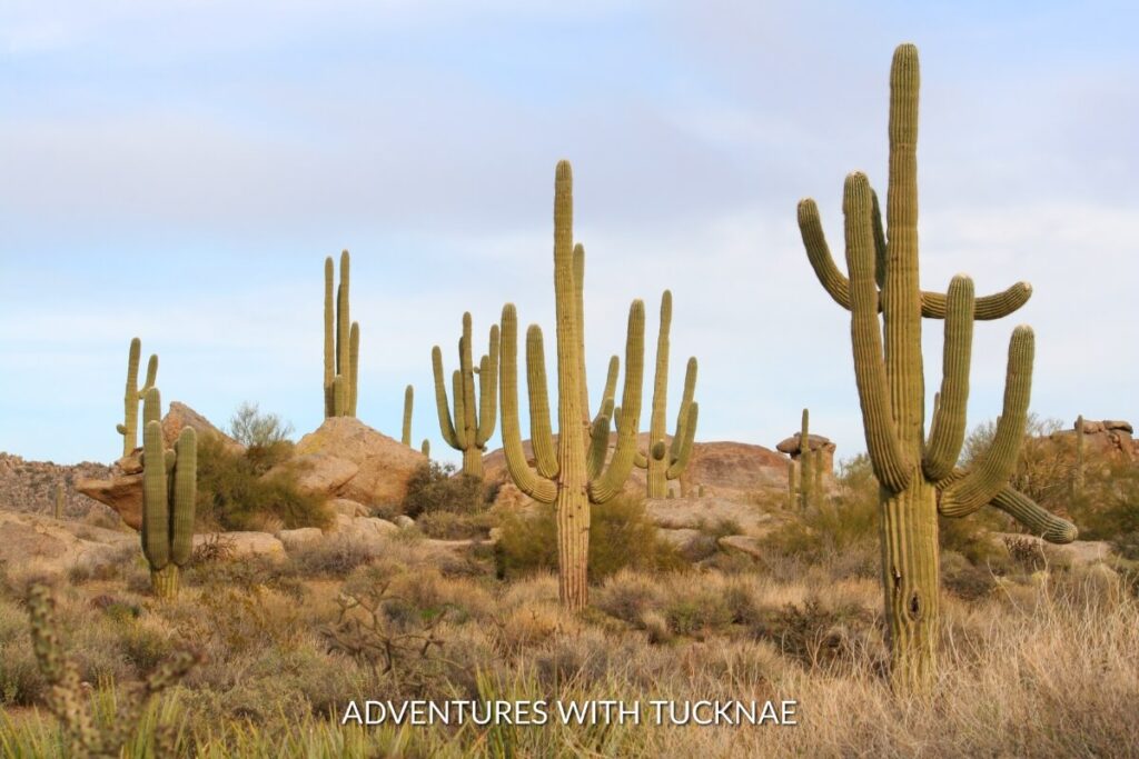 Iconic Saguaro cacti lining the Valley View Overlook Trail, a serene and must-do hike for any bucket list national park hikes in Saguaro National Park.