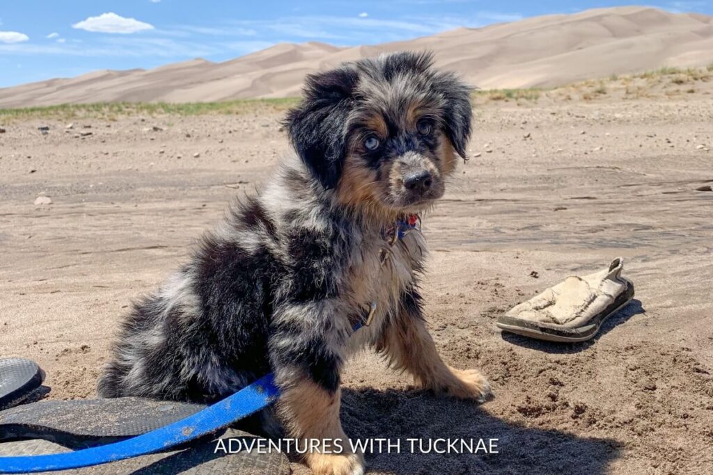 A blue merle Mini Aussie puppy sitting in the sand at Great Sand Dunes National Park