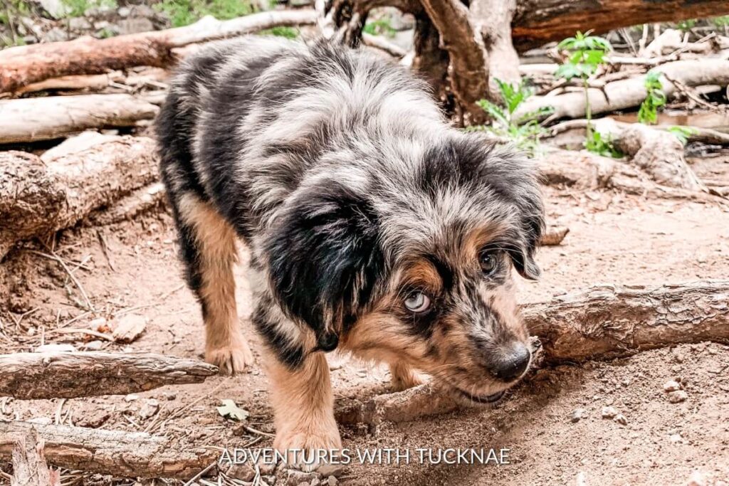 A blue merle Mini Aussie puppy chewing on a stick during a hike