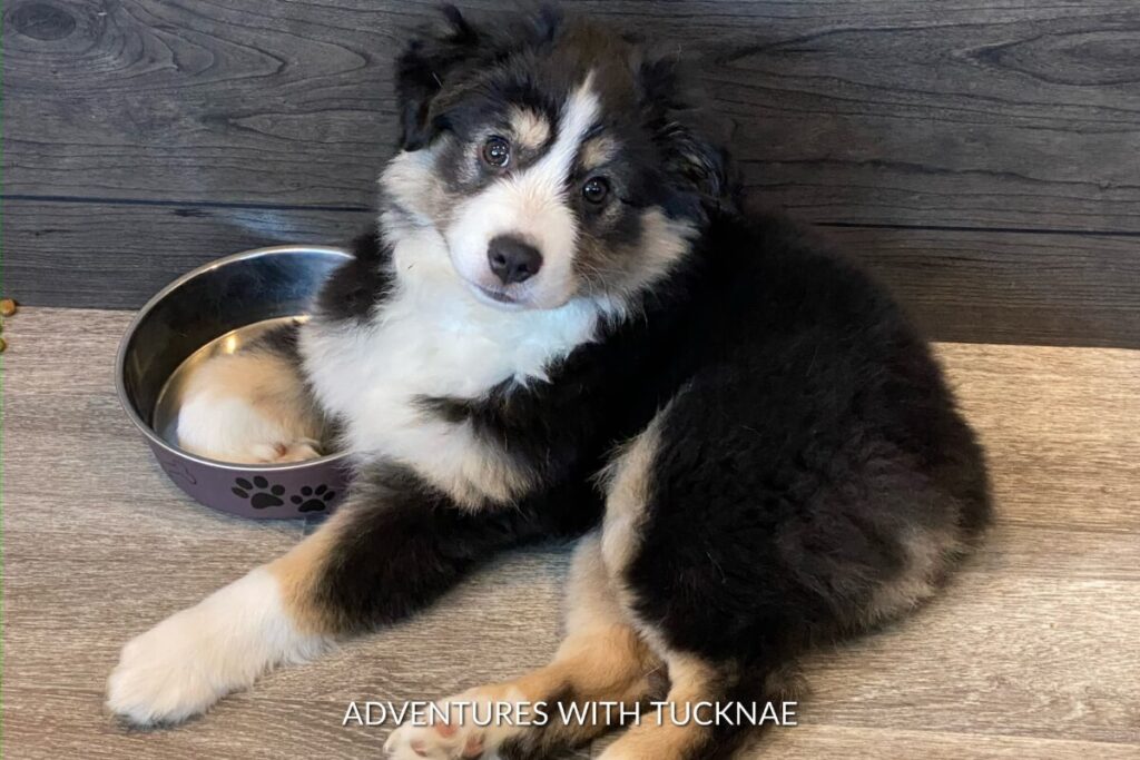 A Mini Aussie puppy laying by her water bowl in an RV