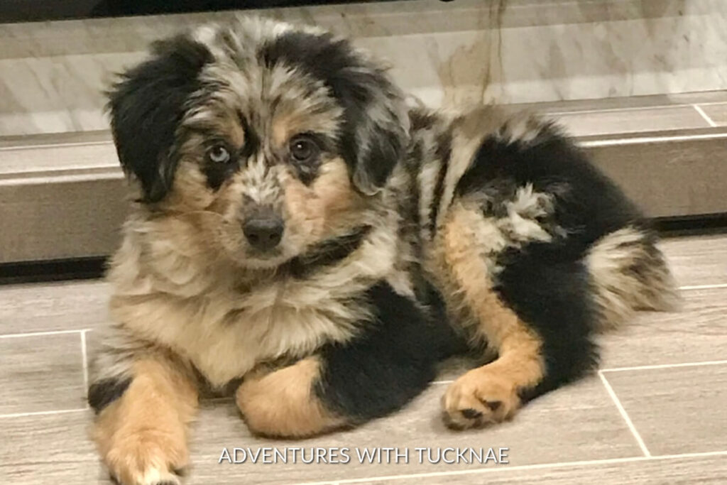 A blue merle Mini Aussie puppy sitting by the fireplace in an RV