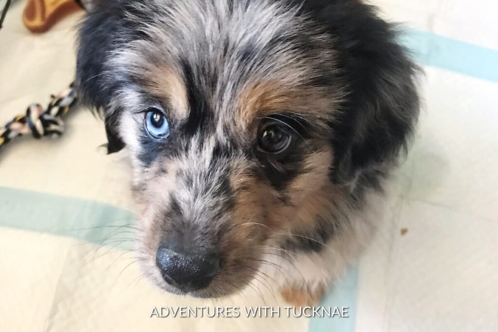 A blue merle Mini Aussie puppy on a puppy pad in an RV