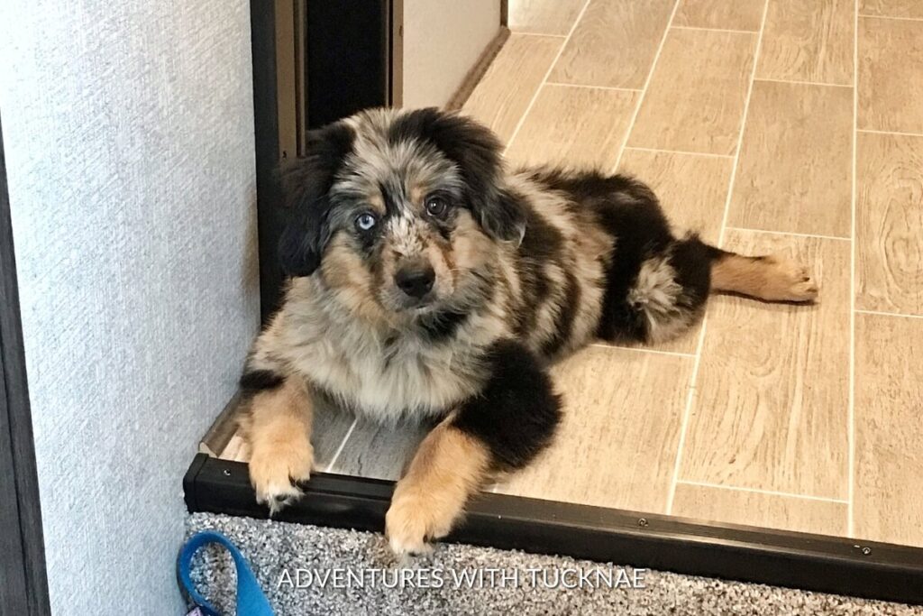 A blue merle Mini Aussie puppy laying on the steps in an RV
