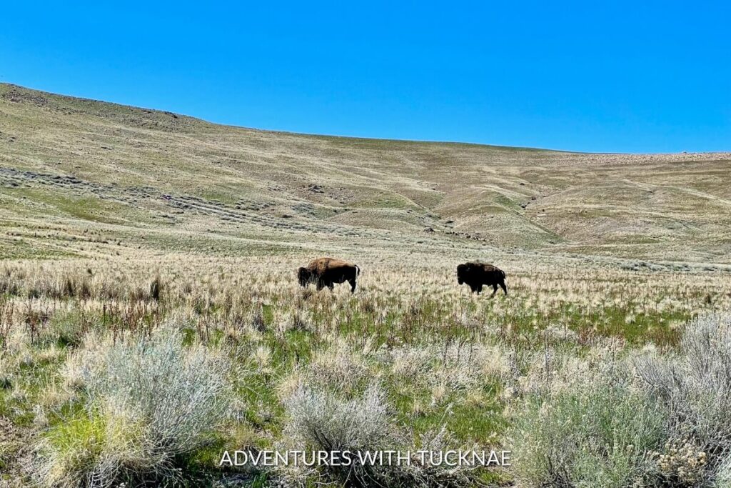 Two bison graze in the open fields of Antelope Island State Park, an instagrammable and serene natural area in Utah, with rolling hills in the background under a clear sky.
