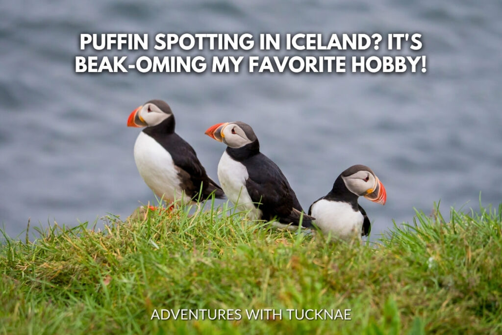 Three puffins perched on a grassy cliff overlooking the sea, the charm of wildlife watching captured in the pun 'Puffin spotting in Iceland? It's beak-oming my favorite hobby!'