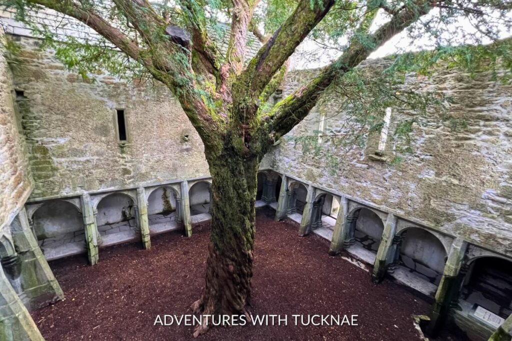 A solitary tree grows through the roof of the Muckross Abbey, a unique Instagrammable location in Ireland, showcasing an intertwining of nature and architecture.
