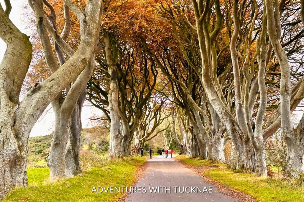 The Dark Hedges in Ballymoney create an enchanting tunnel of twisted trees, a mystical setting for weekend breaks in Ireland.