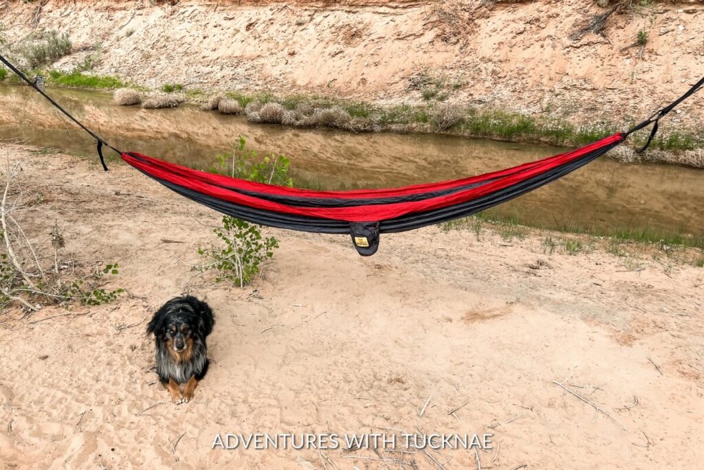 Cap, a Mini Aussie dog, laying under a red and black hammock near a creek in Utah.