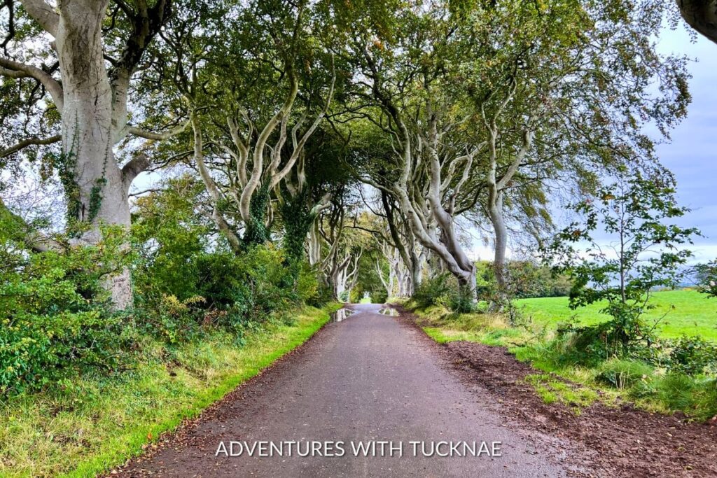 The Dark Hedges, a mysterious avenue of intertwined beech trees creating a natural arched tunnel, one of the most Instagrammable places in Northern Ireland for its enchanting atmosphere.