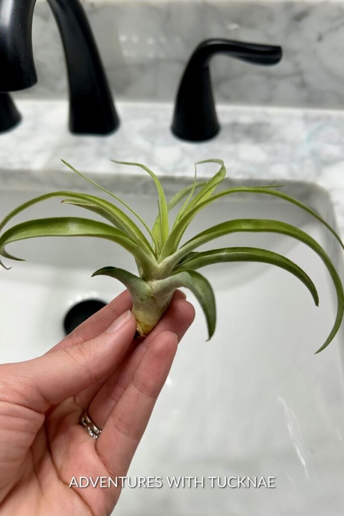 A hand holding a delicate air plant with slender green leaves, poised against a modern RV bathroom backdrop, accentuating a minimalistic lifestyle.