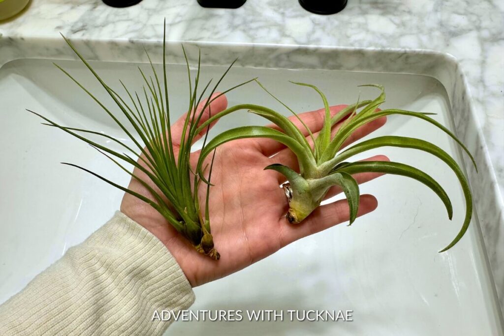 Two air plants cradled in a person's hand, showcasing the thin, vibrant green foliage of these soil-free plants, a testament to adaptable RV living.