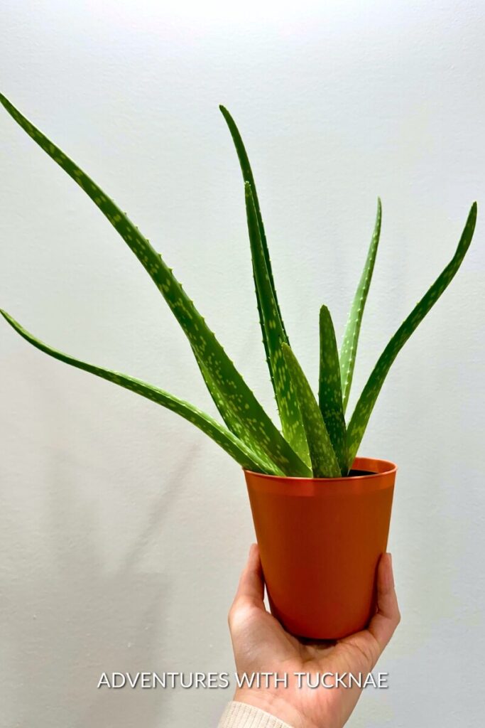 A person holding a potted aloe vera plant with thick, spiky leaves, an easy-care botanical addition that brings a sense of calm and greenery to the RV interior.