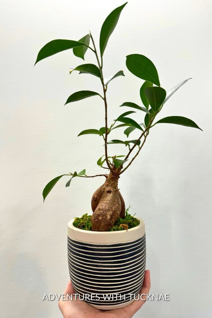 A bonsai tree with a swollen, bulbous base, holding a slender trunk and sparse foliage, presented in a white and navy striped ceramic pot.