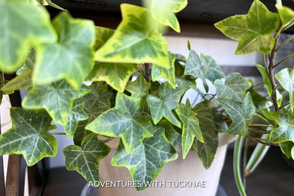 Close-up of English ivy with variegated leaves featuring a mix of green and pale yellow, growing densely and extending out of frame.