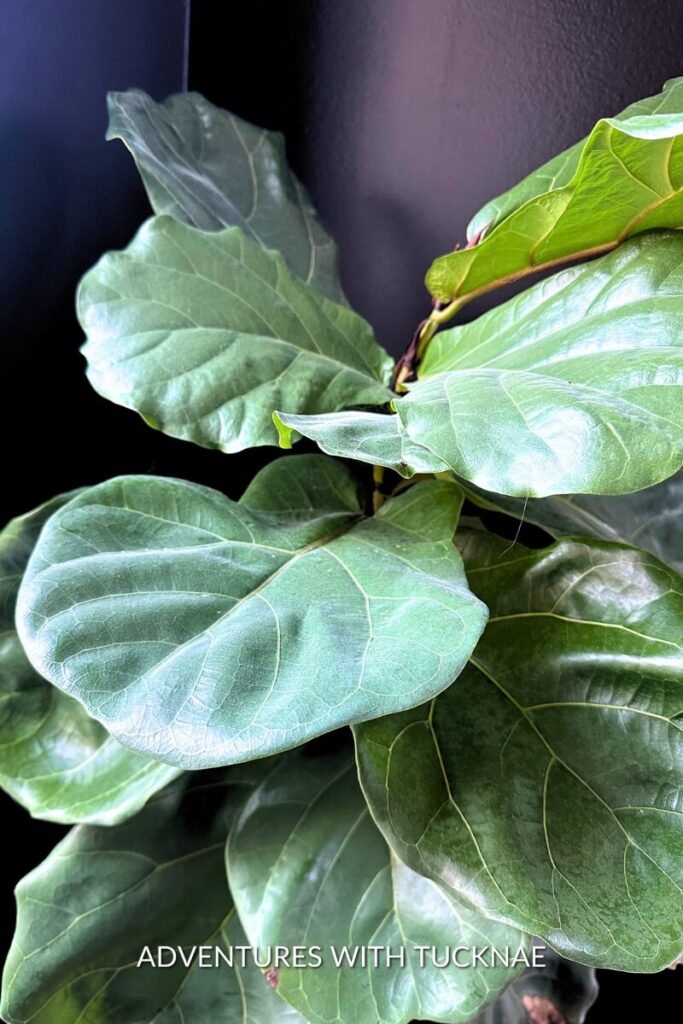 A Fiddle-leaf fig plant with large, broad green leaves, showing prominent veining, against a dark backdrop, accentuating the leaf's texture and shape.