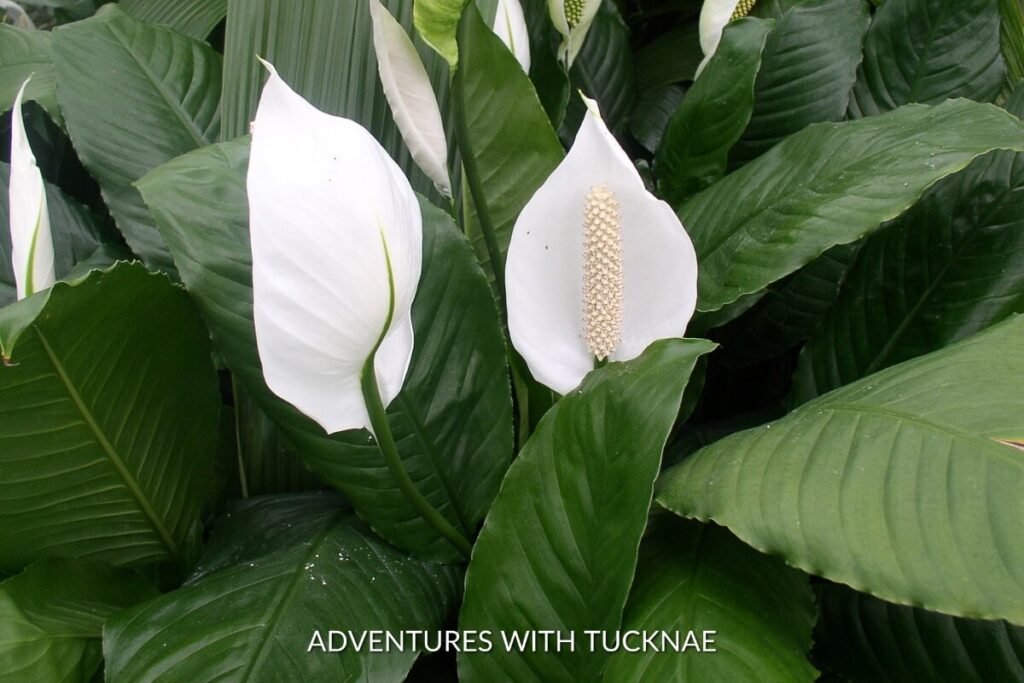 A peace lily plant with white lilies blooming