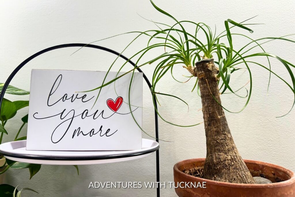 A Ponytail palm tree with a stout, textured trunk and long, curly leaves, next to a white sign with the phrase "love you more" and a red heart, on a two-tiered metal shelf.