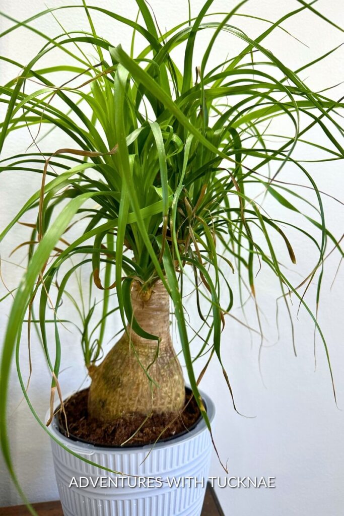 A Ponytail palm with a characteristic bulbous base and tuft of long, narrow leaves that resemble a ponytail, in a white ribbed pot against a white background.