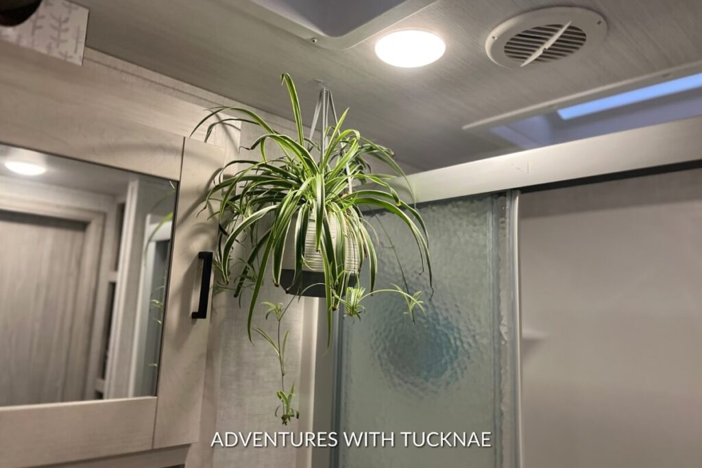 Lively spider plant with variegated leaves hangs from the ceiling of the RV, bringing dynamic greenery into the compact bathroom space.