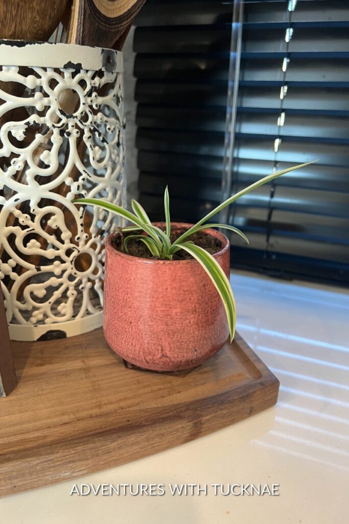 Vibrant spider plant in a small coral pot on an RV's wooden countertop, adding a pop of color and life to the space.