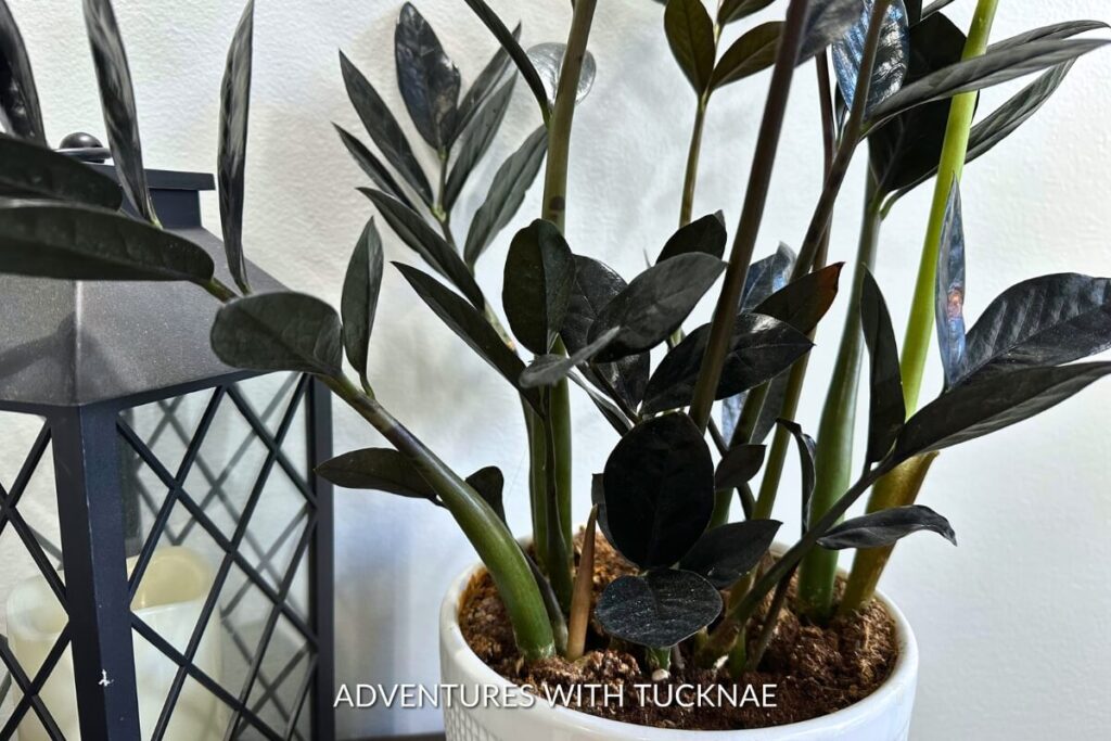 Multiple stems of a ZZ plant with thick, dark green leaves, rising vertically, with a decorative metal lantern in the background.