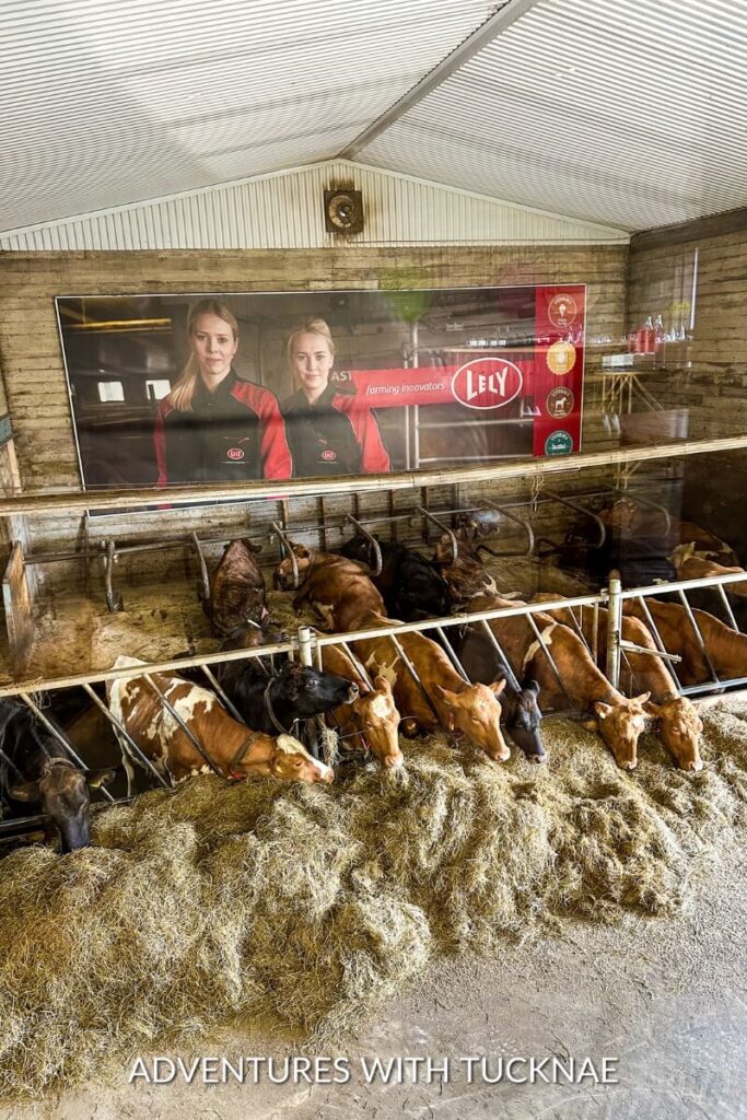 View from a restaurant window overlooking a barn where multiple cows are feeding on hay, with an advertisement banner featuring two women hanging above them.