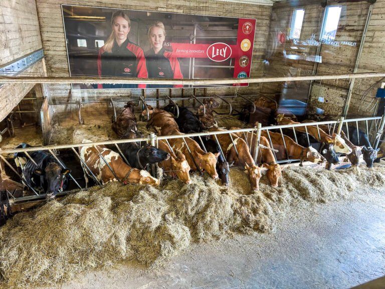 View from a restaurant window overlooking a barn where multiple cows are feeding on hay, with an advertisement banner featuring two women hanging above them.