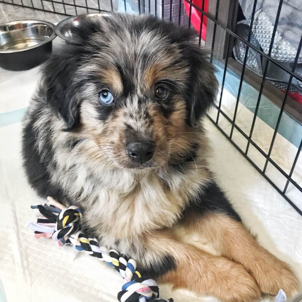 A Blue Merle Mini Aussie puppy named Cap sits on a pee pad inside a crate, with a rope toy in front and water bowls in the background.