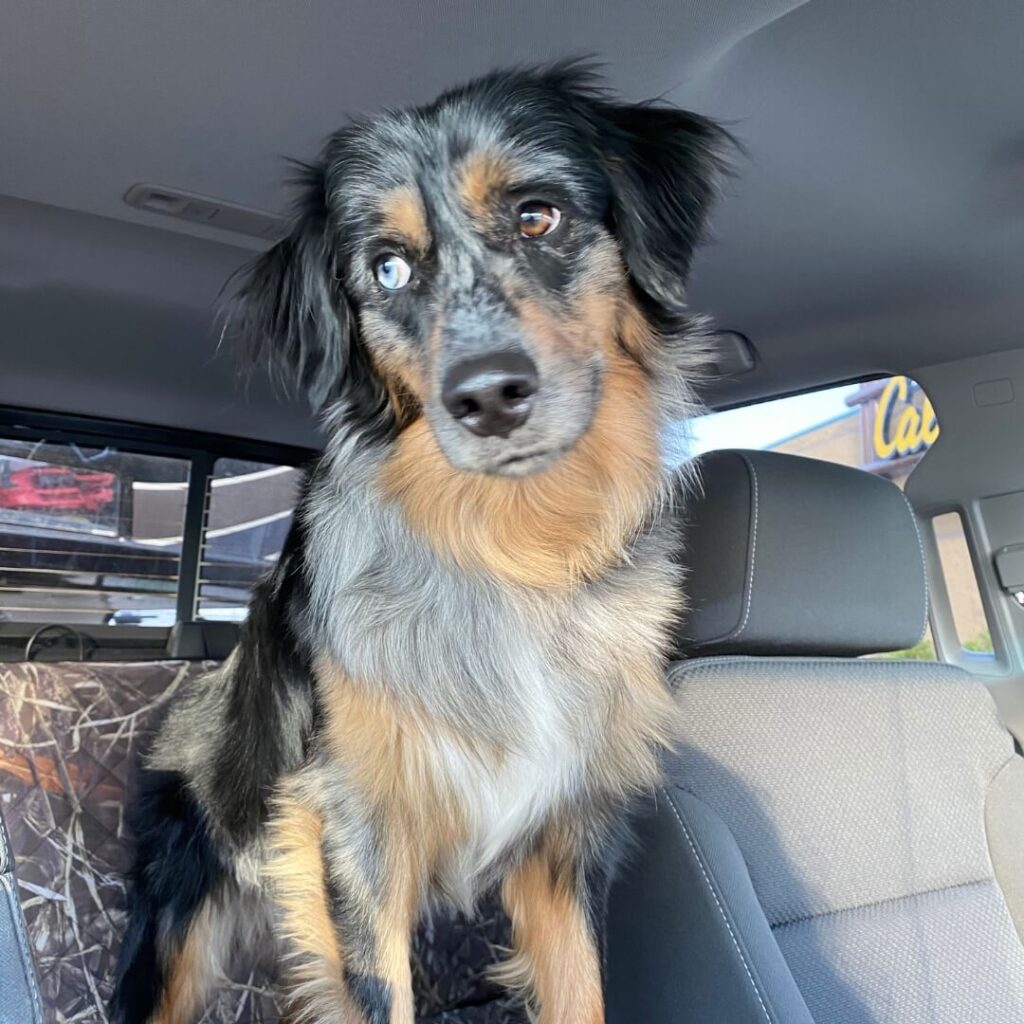 Cap, the Blue Merle Mini Aussie, stands on a car seat looking curiously to the side, showcasing his distinctive blue and brown eyes.