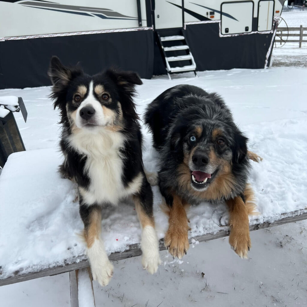 Marvel, the Tri-Color Mini Aussie, and Cap, the Blue Merle Mini Aussie, lay on a snow-covered picnic table in front of an RV, both looking at the camera.