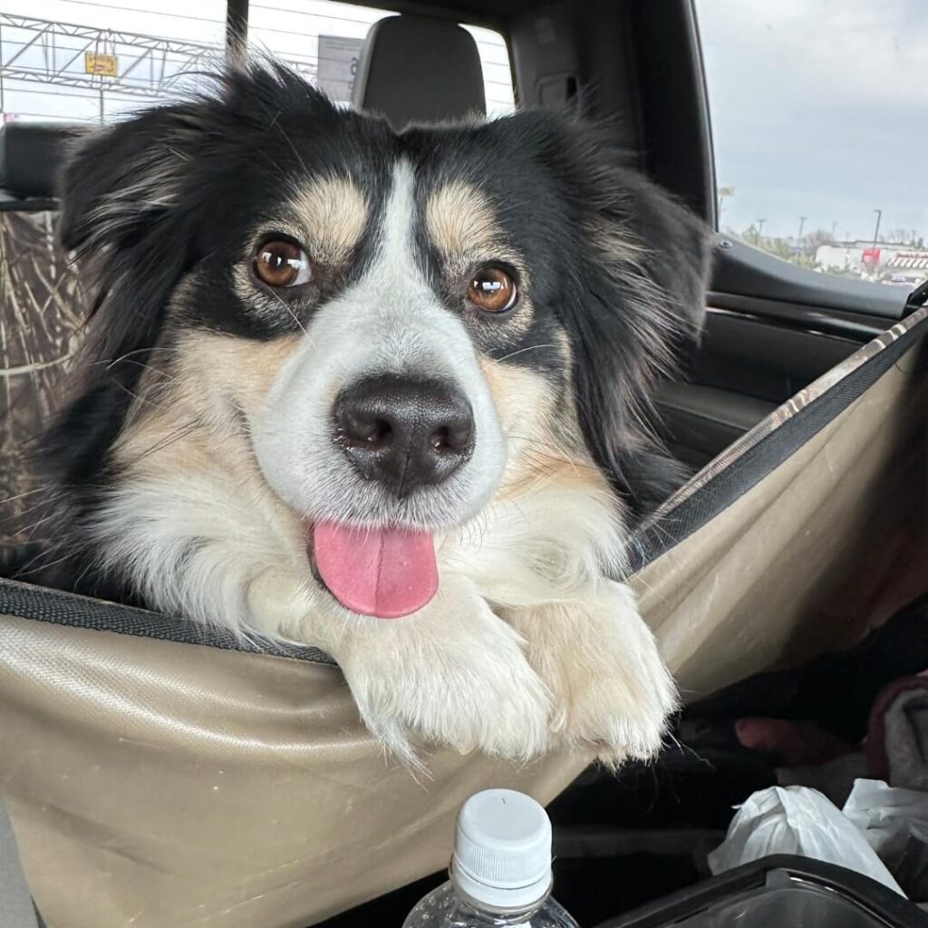 Marvel, the Tri-Color Mini Aussie, rests his head on the back seat of a car, panting with her tongue out.