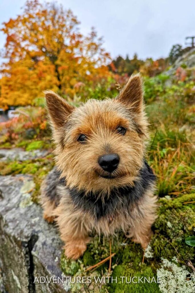 Denver, the Yorkie, sitting on a mossy rock with vibrant fall foliage in the background at Acadia National Park which is one of the most dog-friendly national parks.