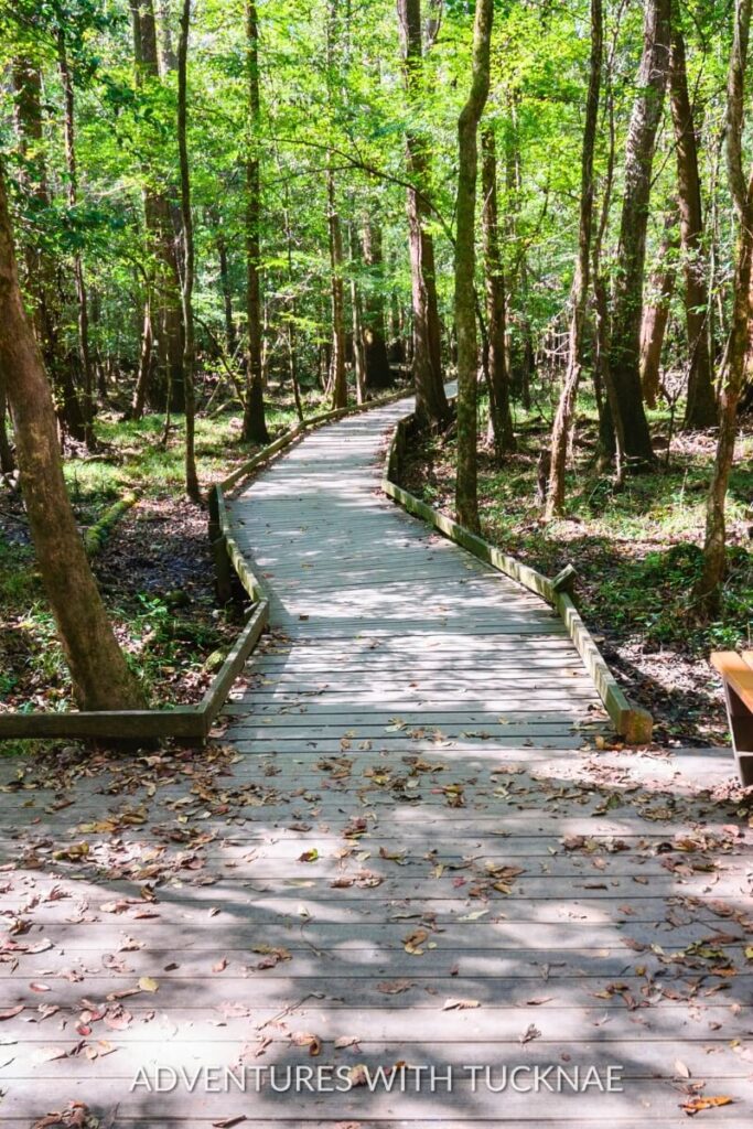 A wooden boardwalk winding through a lush, green forest at Congaree National Park.