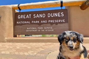 A close-up of a Mini Aussie dog named Cap in front of the entrance sign for Great Sand Dunes National Park and Preserve, which is marked by the National Park Service.
